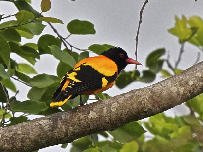Black-and-yellow Oriole
