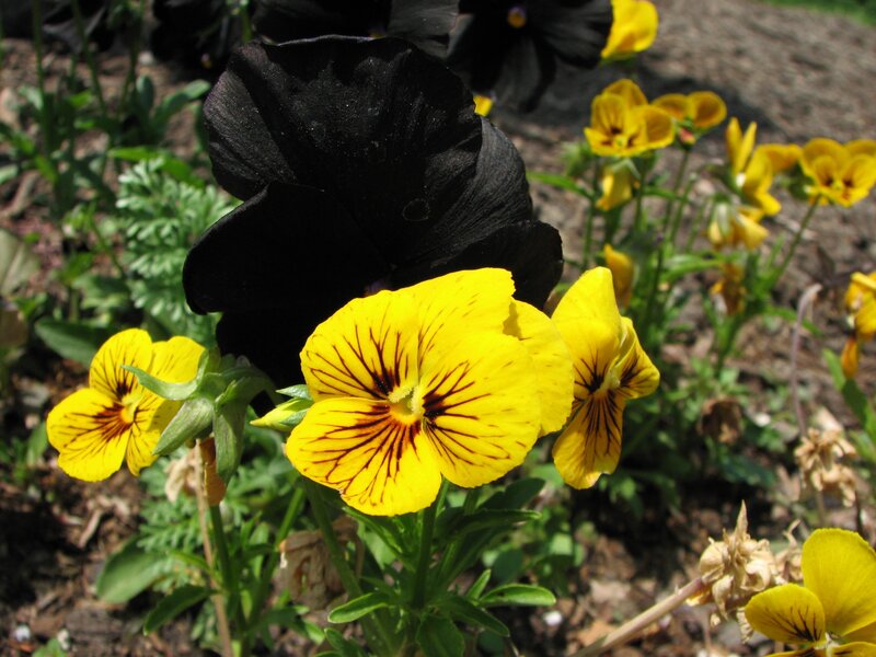 Black and yellow pansies in garden