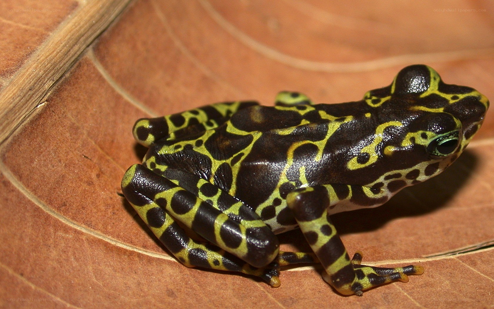 black and yellow poison dart frog
