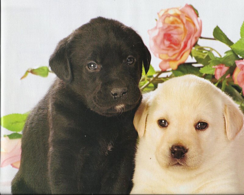 Black and Yellow Puppies — Calm