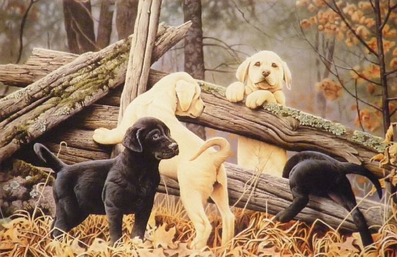 Black and Yellow Puppies