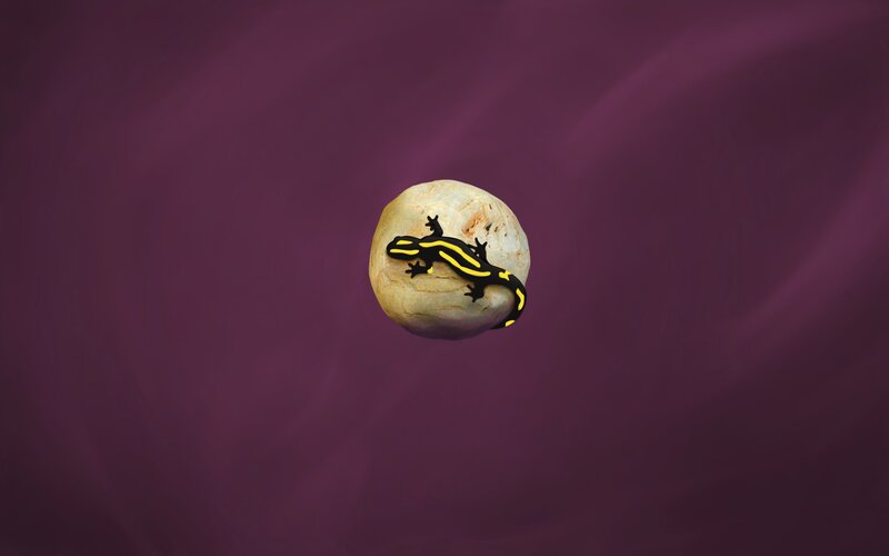 Black and Yellow Salamander