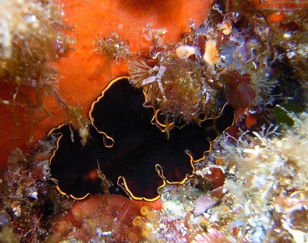 Black and yellow sea slug