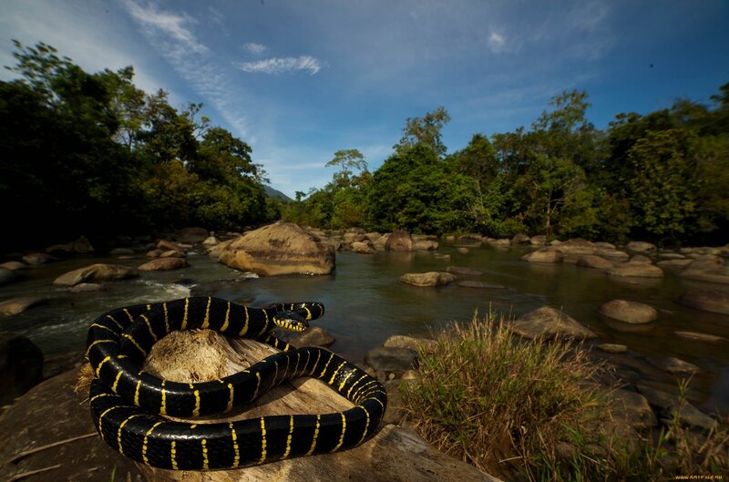 Black and Yellow Snake — Natural