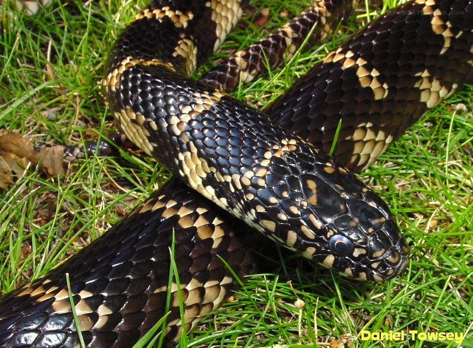 black and yellow snake on grass