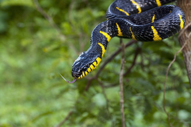 Black and Yellow Snake