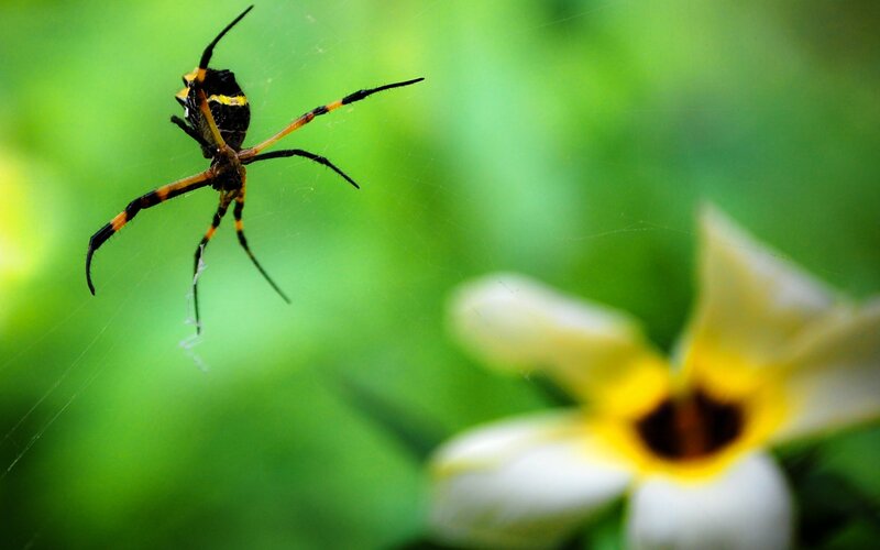 Black and Yellow Spider — Green