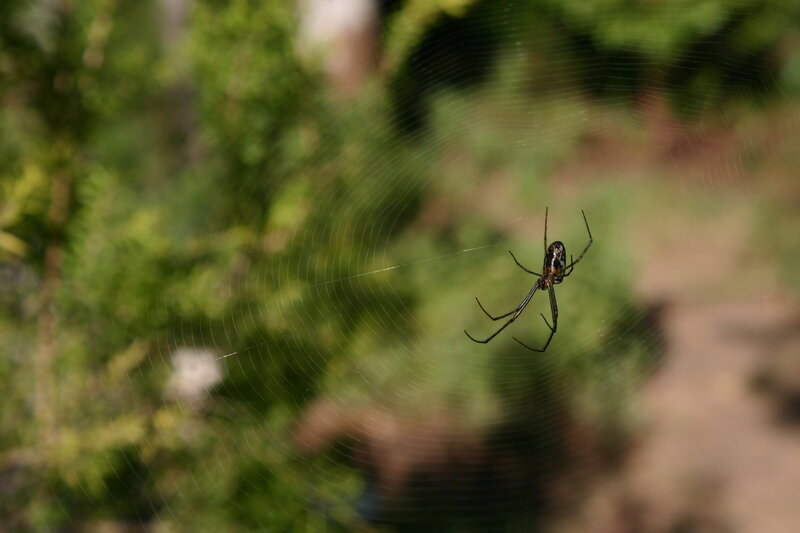 Black and Yellow Spider