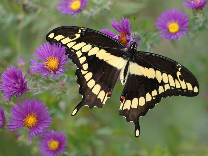 Black and Yellow Swallowtail Butterfly