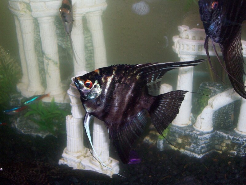 Black Angelfish in Aquarium — Calm