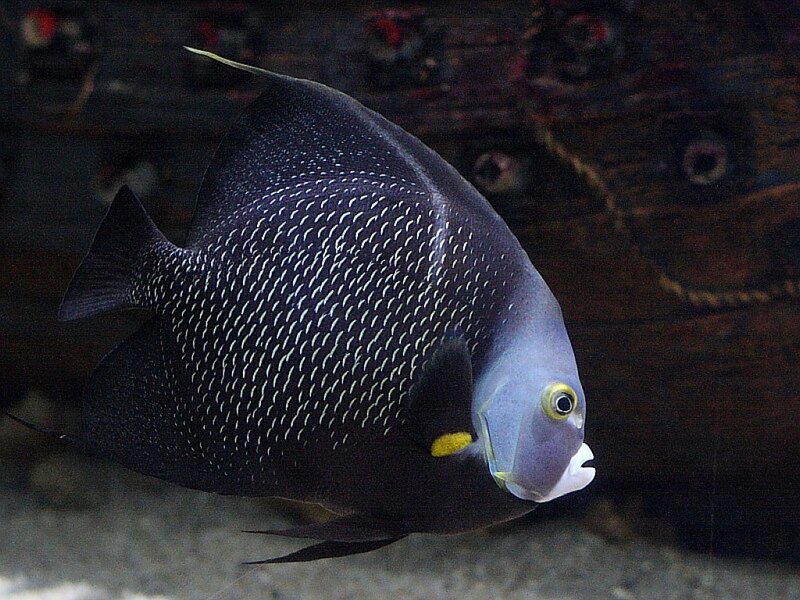 Black Angelfish in Aquarium