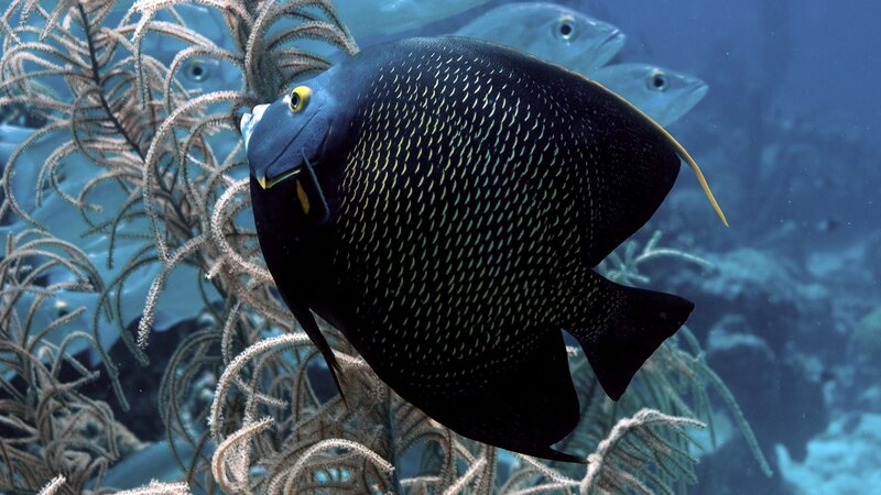 Black Angelfish in Coral — Blue, Serene