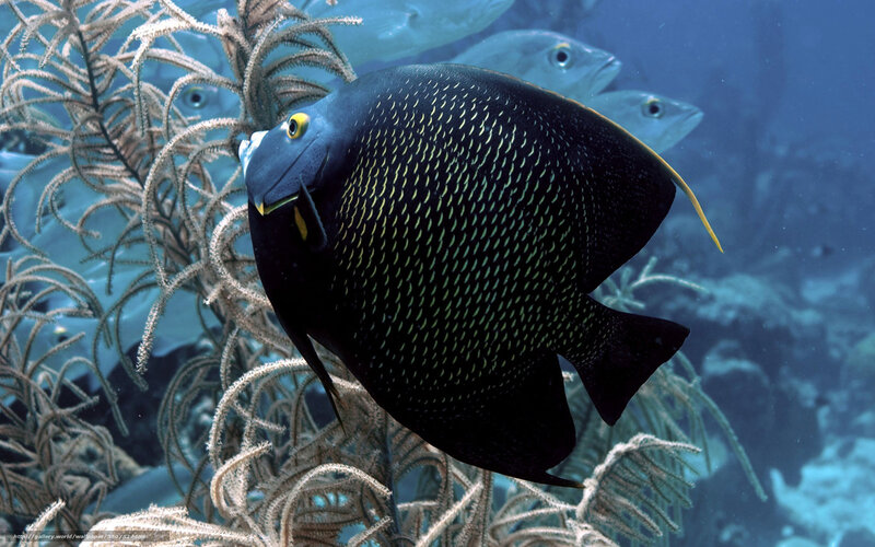 Black Angelfish in Coral — Blue