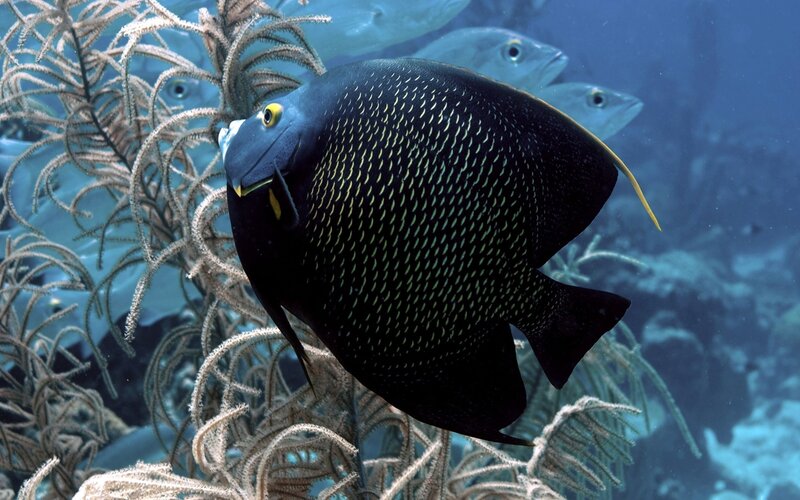 Black Angelfish in Coral