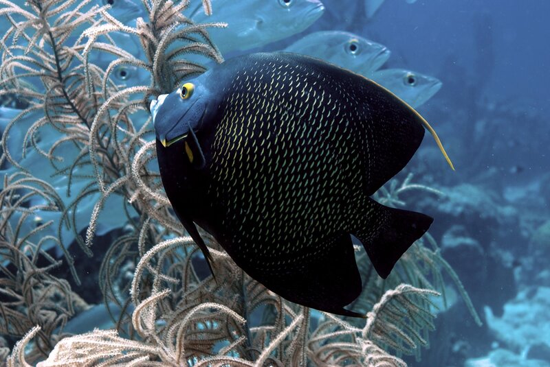 Black Angelfish Swimming