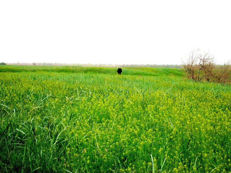 Black Animal in Field