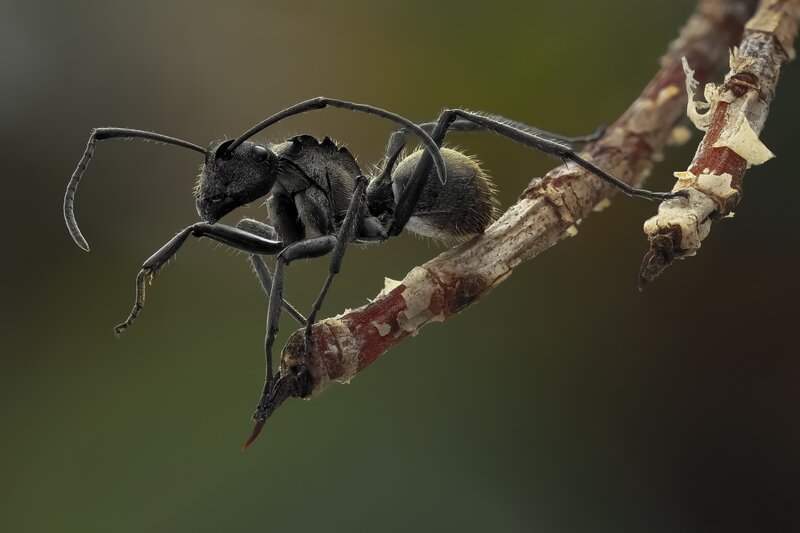 Black Ant on Branch