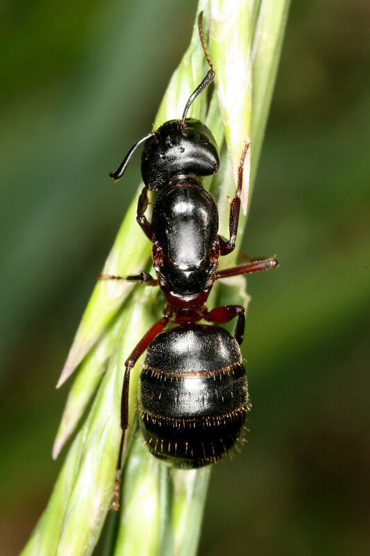 Black Ant on Grass