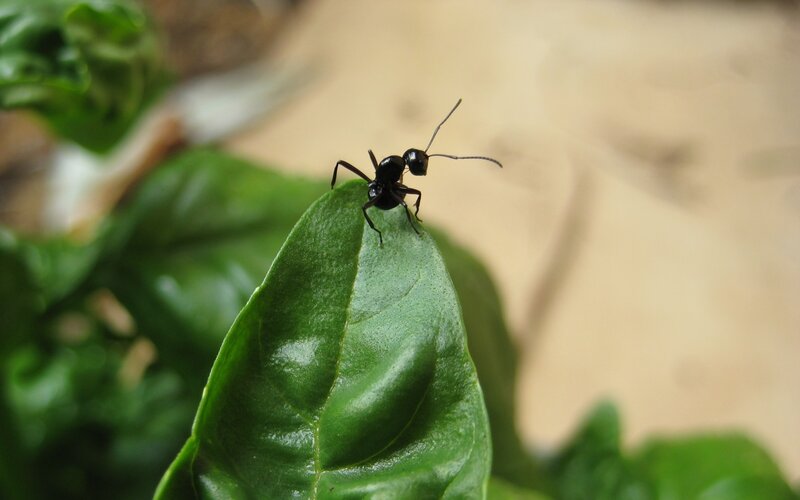 Black Ant on Green Leaf — Calm