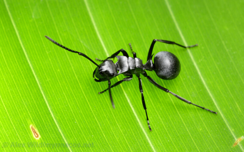 Black Ant on Green Leaf