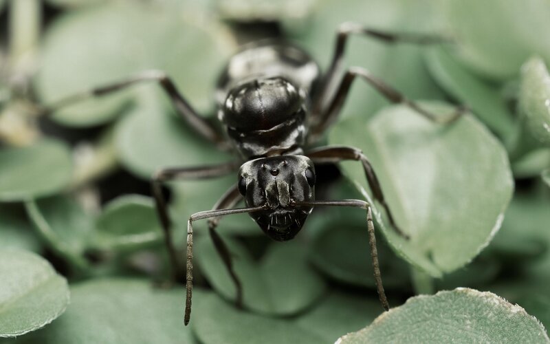 Black Ant on Green Leaves
