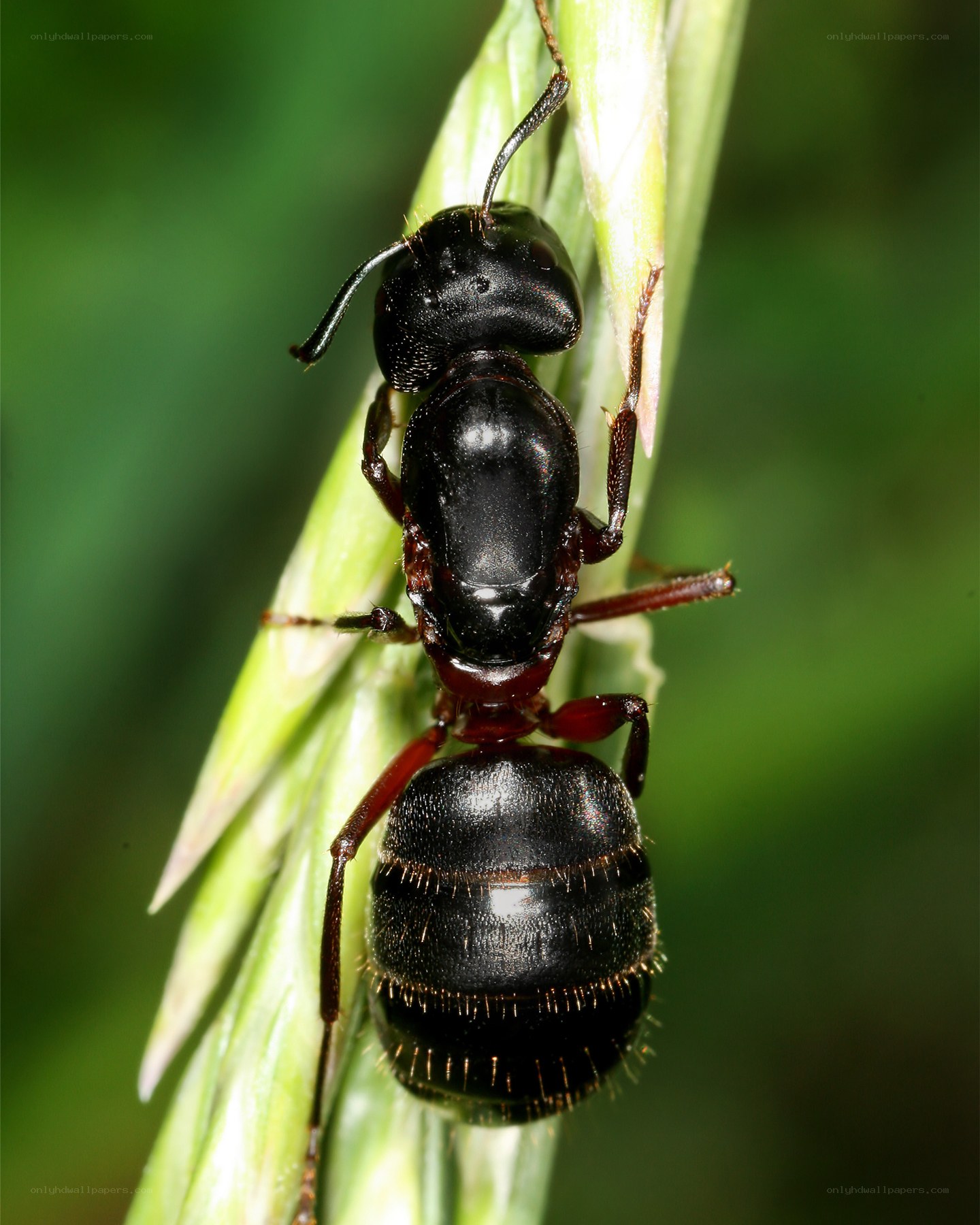black ant on green plant