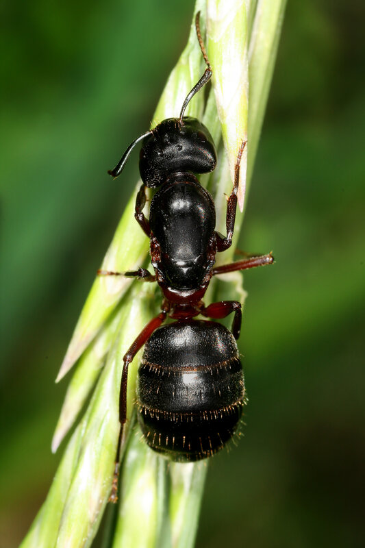 black ant on green plant