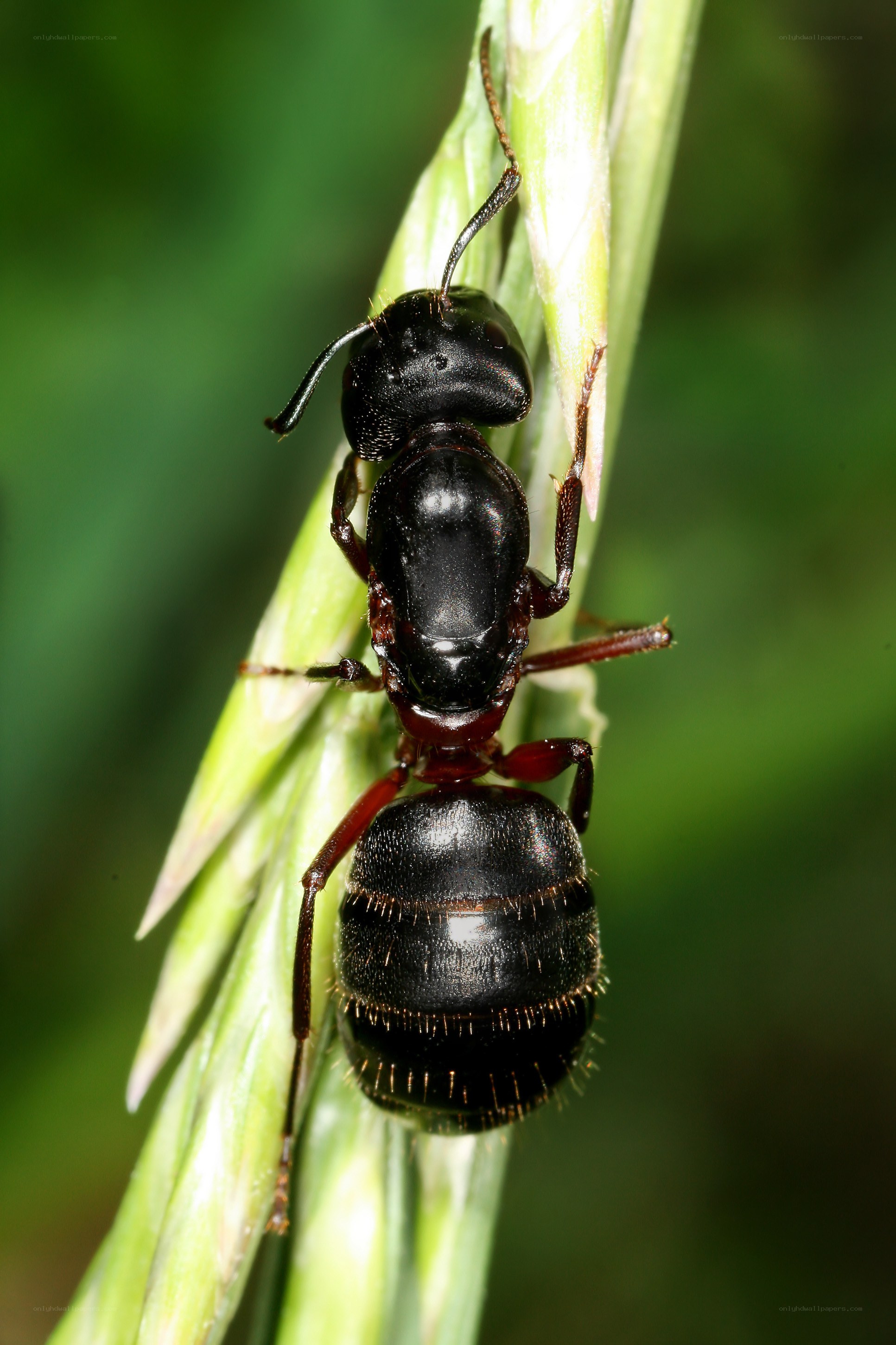 black ant on green plant