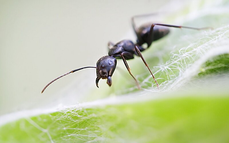 Black Ant on Leaf — Antennae