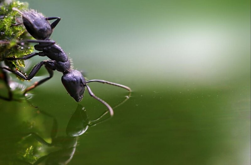 Black Ant on Leaf — Green, Calm