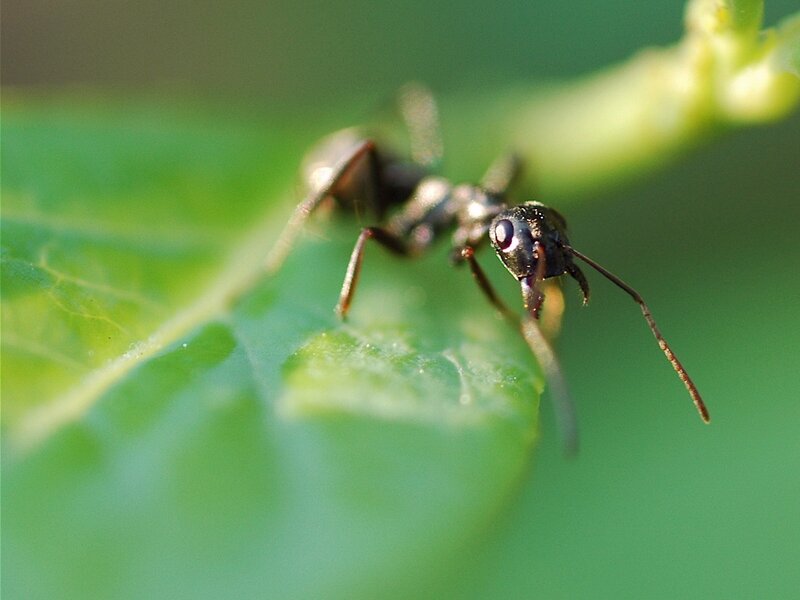 Black Ant on Leaf — Green, Natural, Afternoon