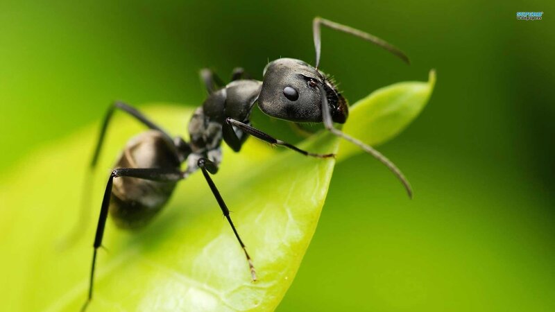 Black Ant on Leaf — Green, Natural, Photograph, Antennae, Eyes, Superb Wallpapers