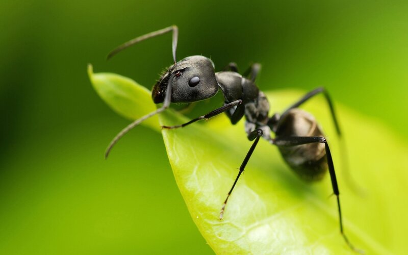 Black Ant on Leaf — Green, Natural, Photograph