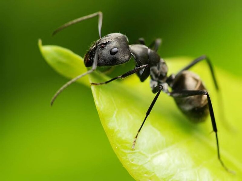 Black Ant on Leaf