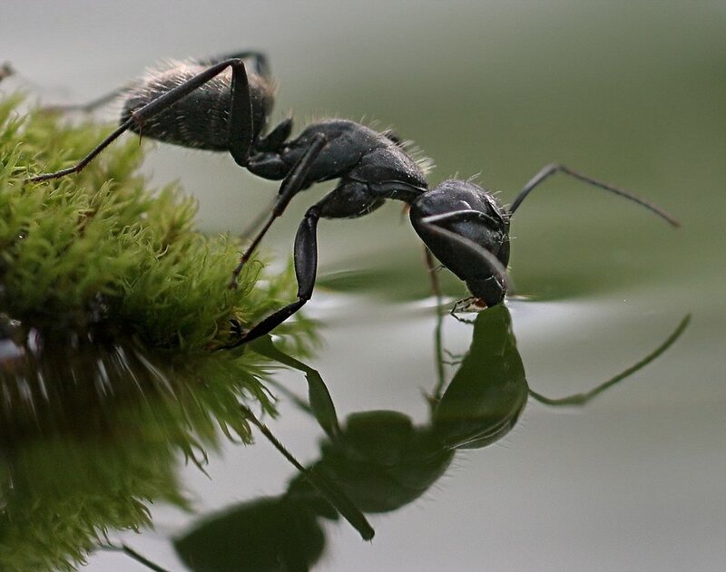 Black Ant on Moss — Green