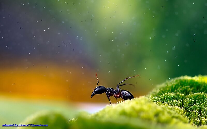Black Ant on Moss