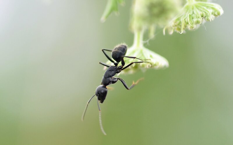 Black Ant on Plant