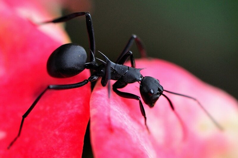 black ant on red flower