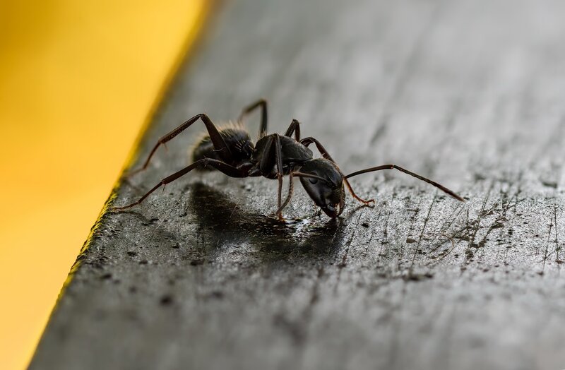 Black Ant on Surface