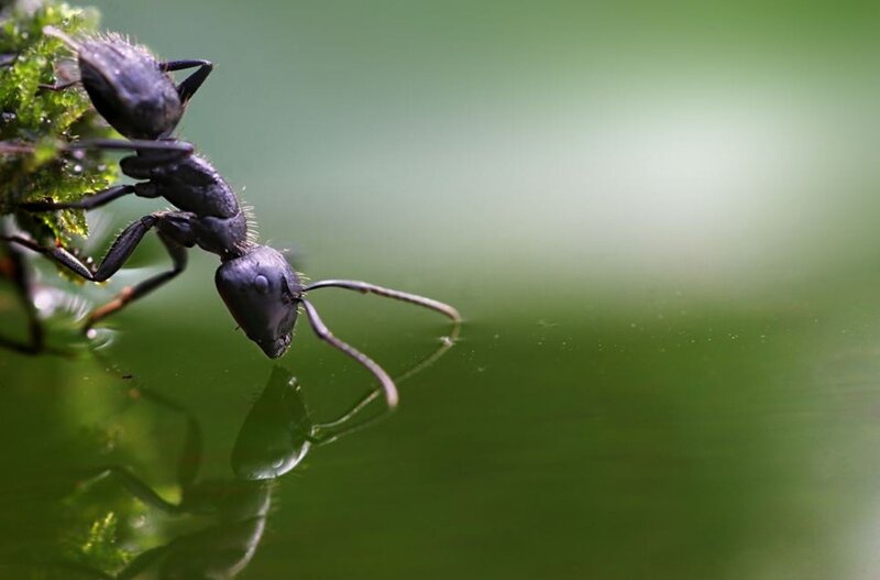 Black Ant on Water