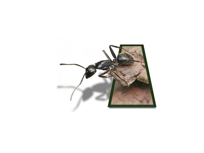 Black Ant on Wood