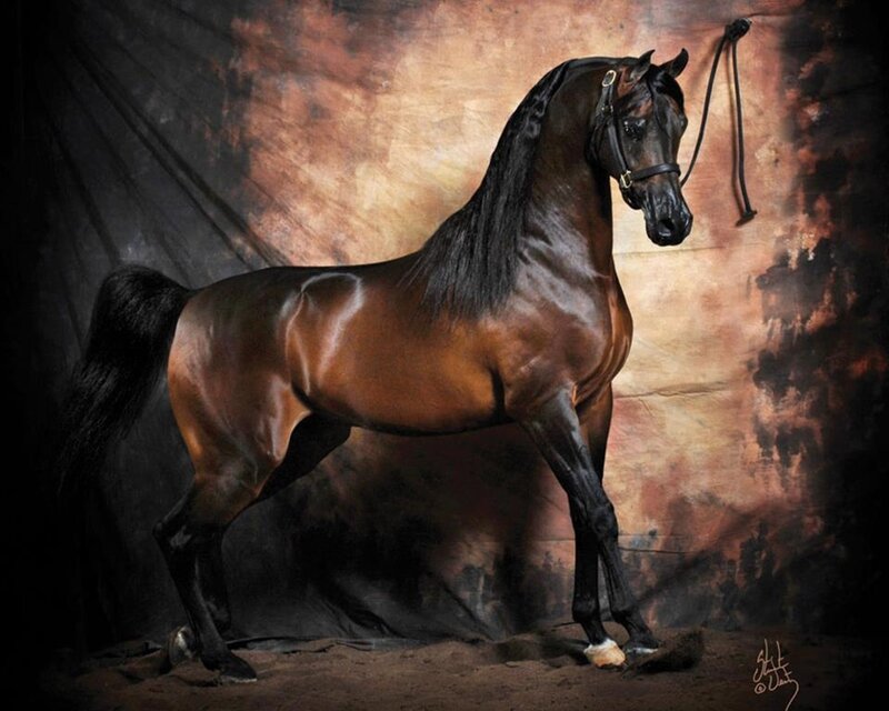 Black Arabian Horse — Brown