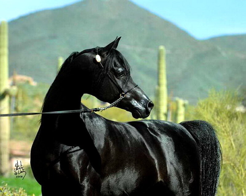 Black Arabian Horse — Serene