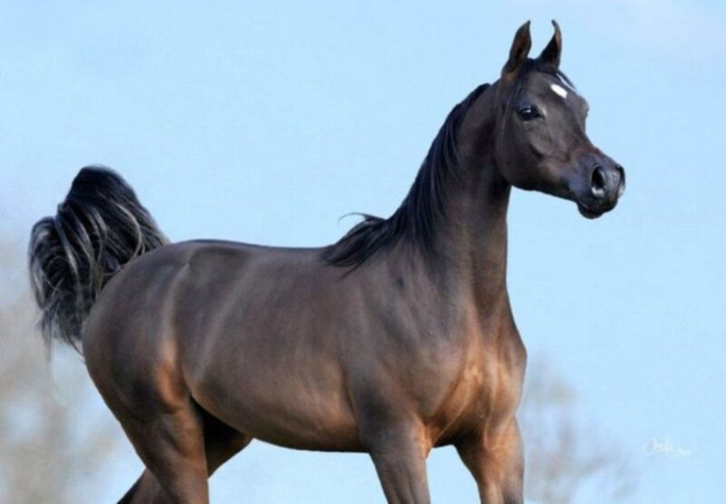 Black Arabian Horse