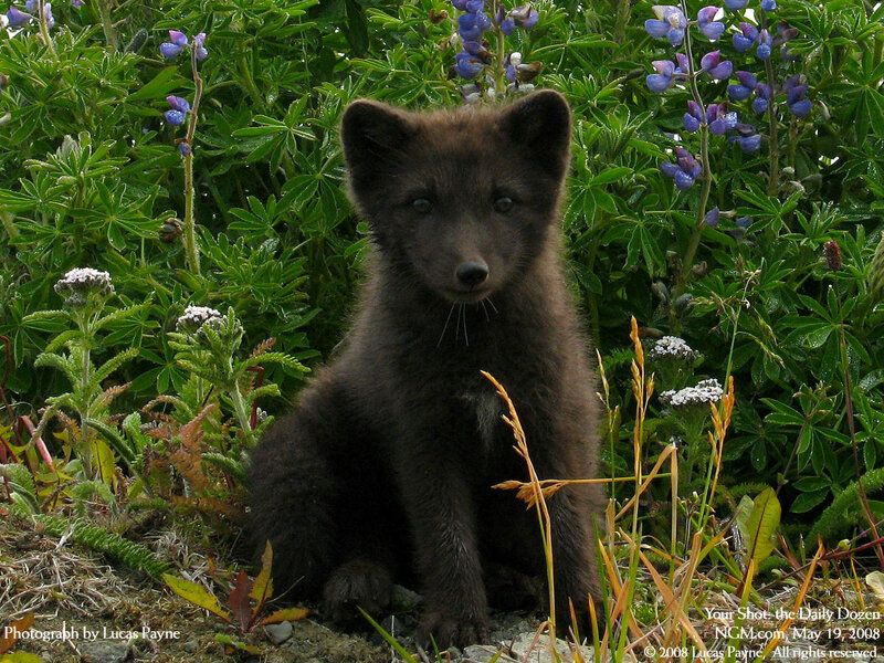 Black Arctic Fox Kit