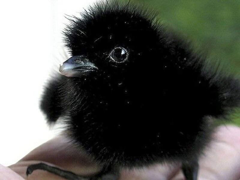 Black Baby Bird