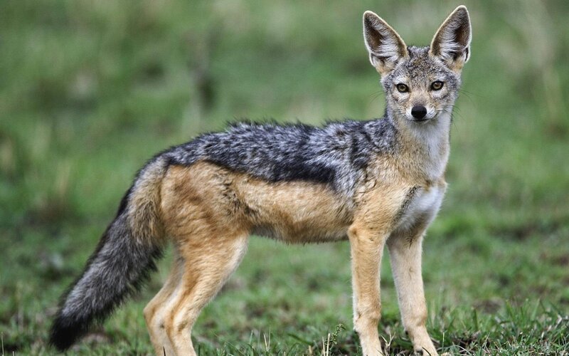 Black-backed Jackal — Gray, Alert, Afternoon