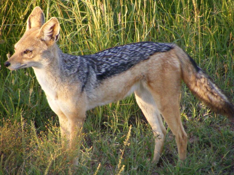 Black-backed jackal in grass