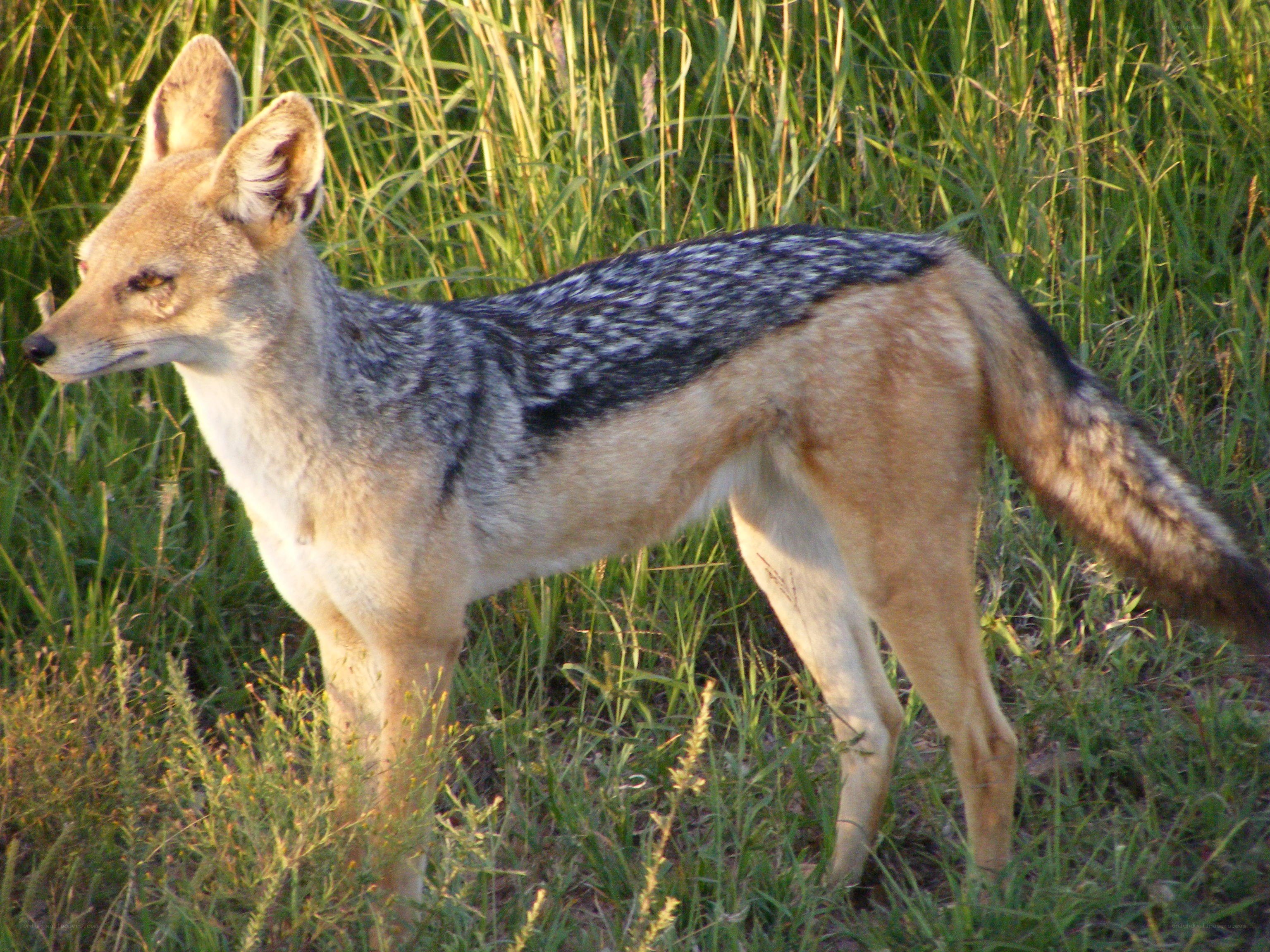 Black-backed jackal in grass