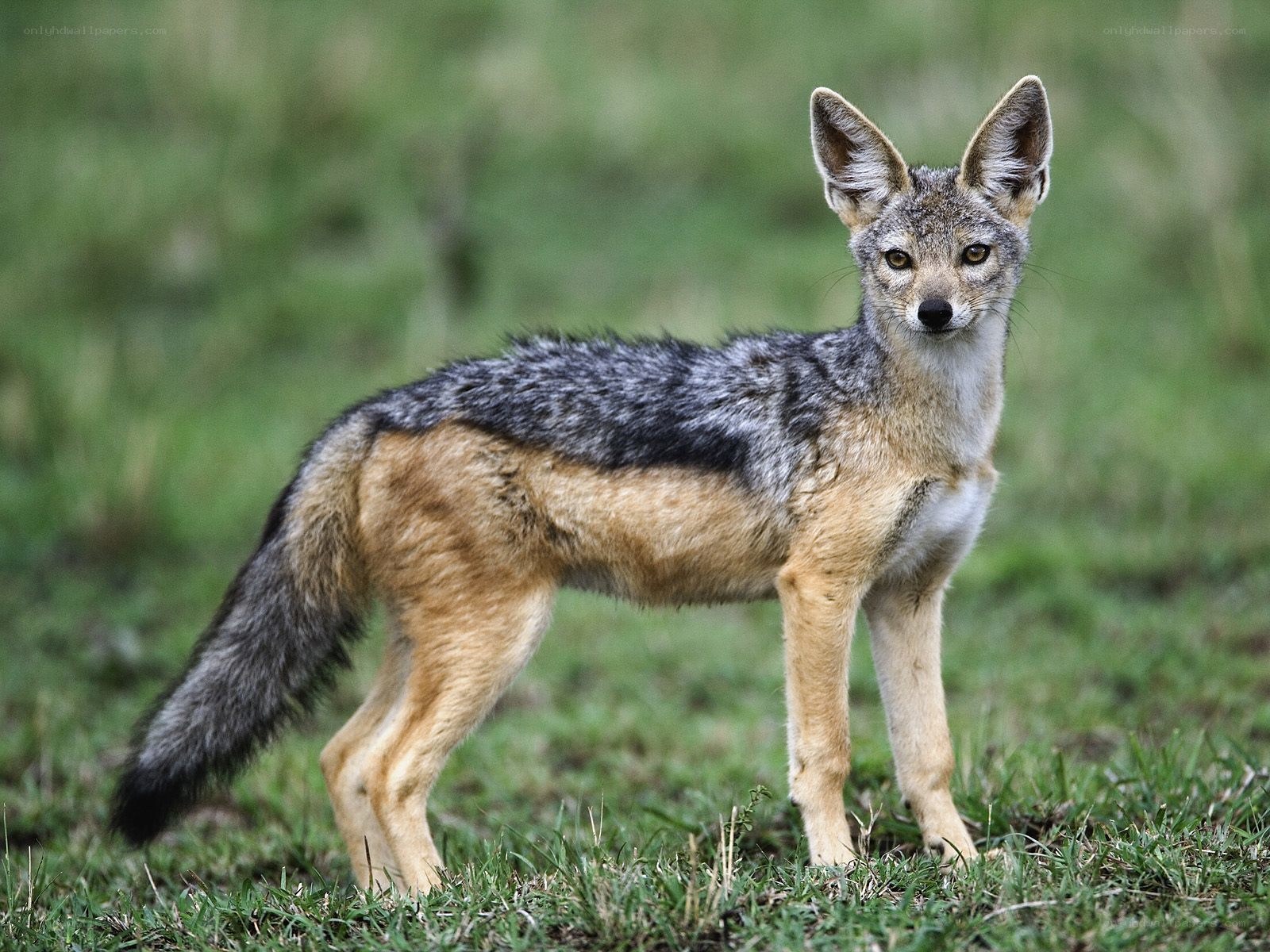 Black-backed jackal in grassland